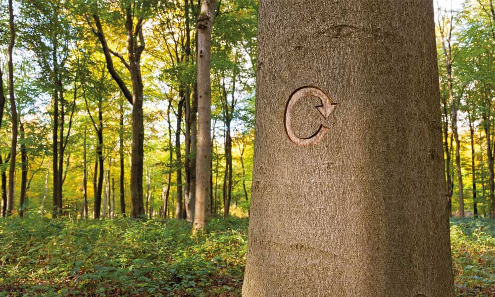 Baumschaff mit Pfeil in der Rinde, der einen Kreis andeutet